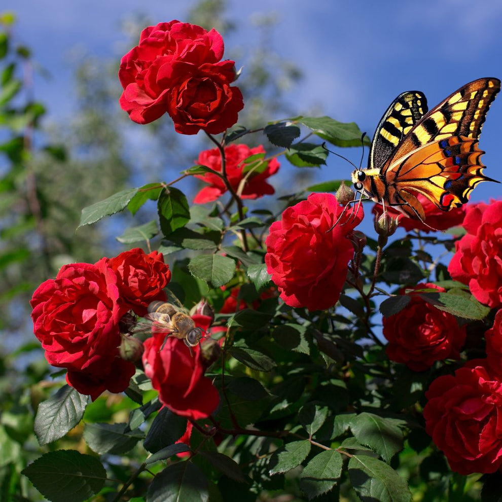 Elegant Climbing Rose Flower Seeds