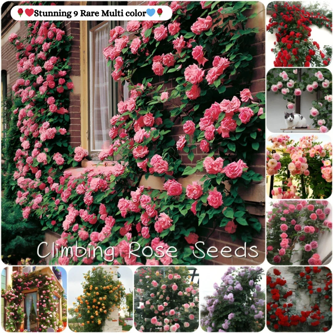 Elegant Climbing Rose Flower Seeds
