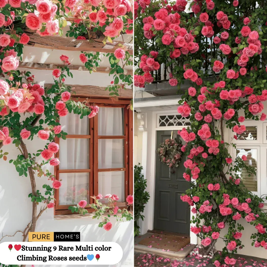 Elegant Climbing Rose Flower Seeds